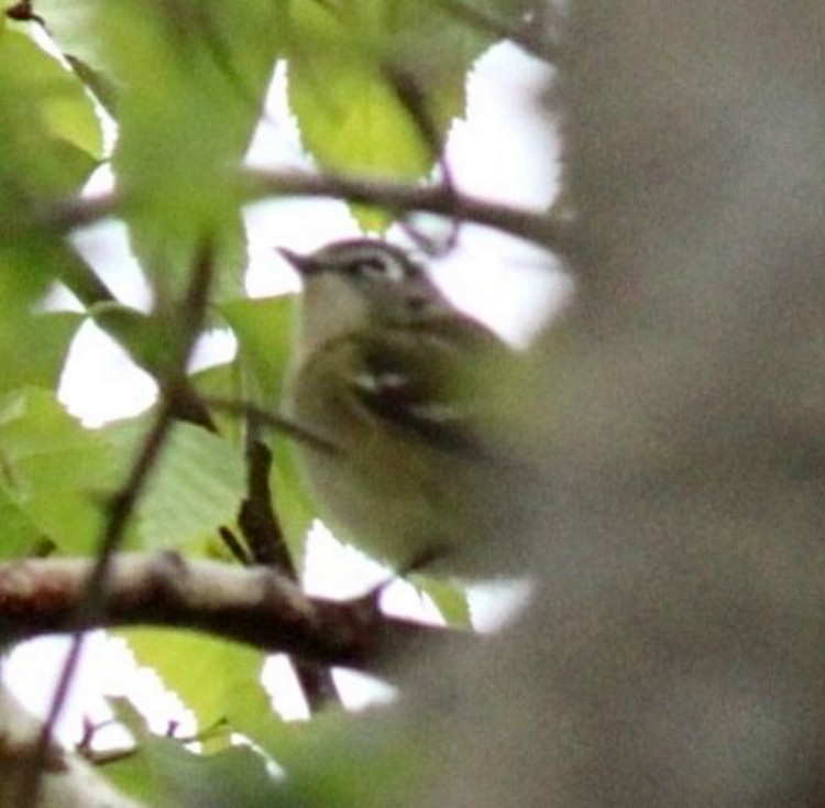 Blue-headed Vireo - Adrien C