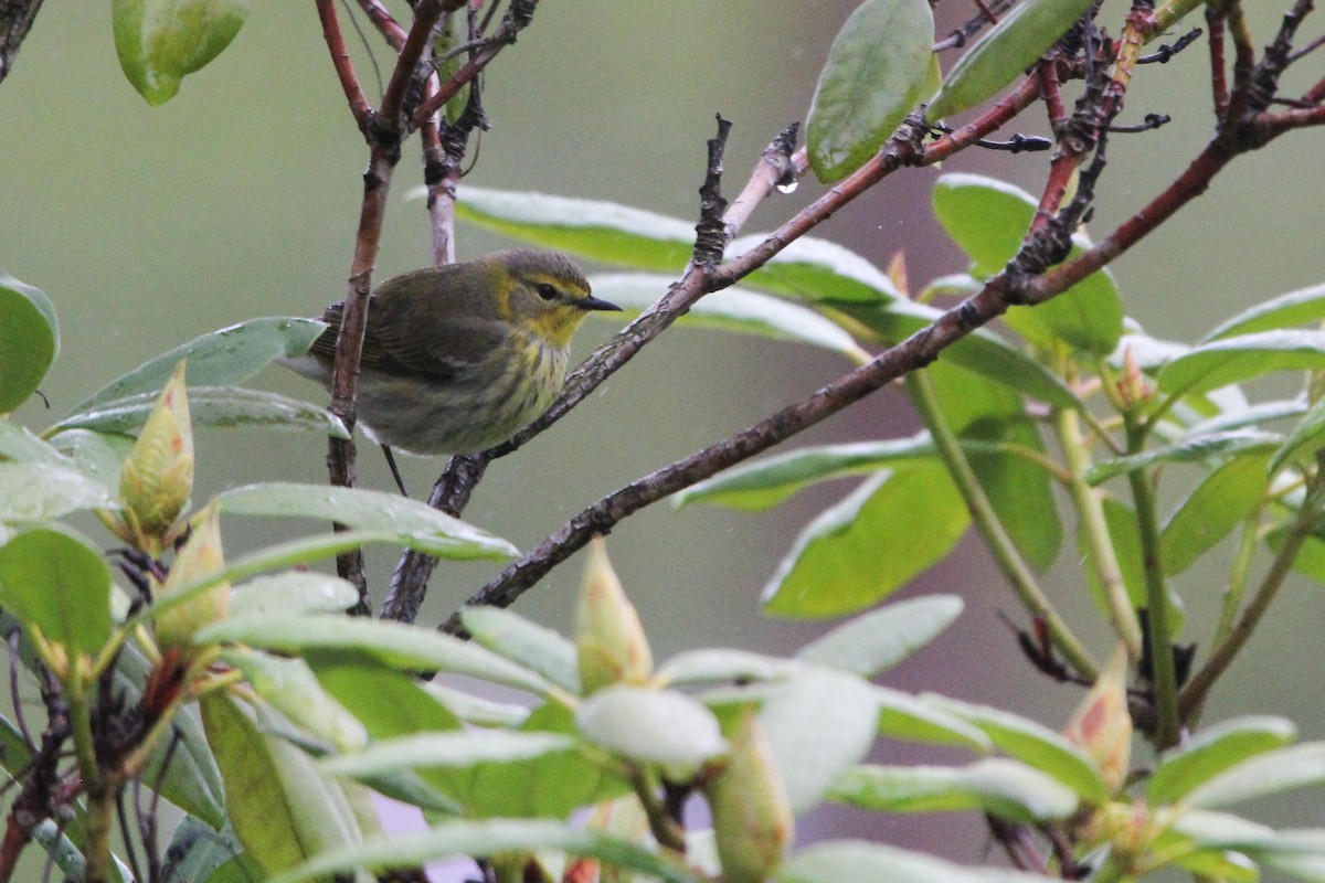 Cape May Warbler - Matthew Schenck