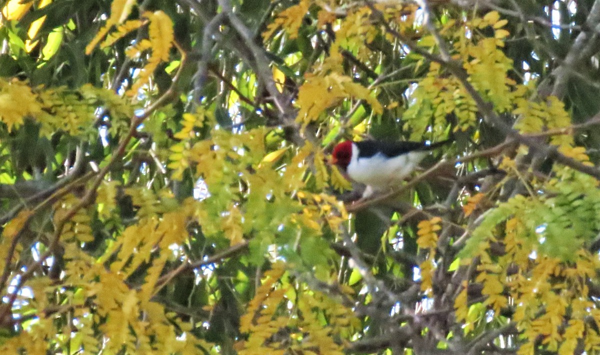 Yellow-billed Cardinal - Elizabeth Lorenzo