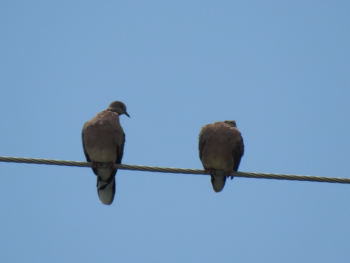 Spotted Dove - Monica Mesch