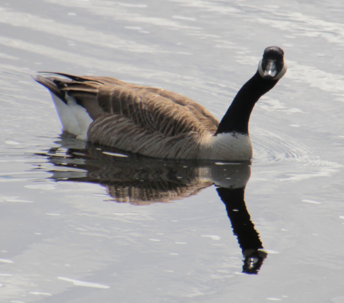 Canada Goose - Samuel Harris