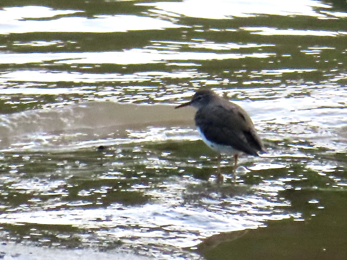 Spotted Sandpiper - ML618932160