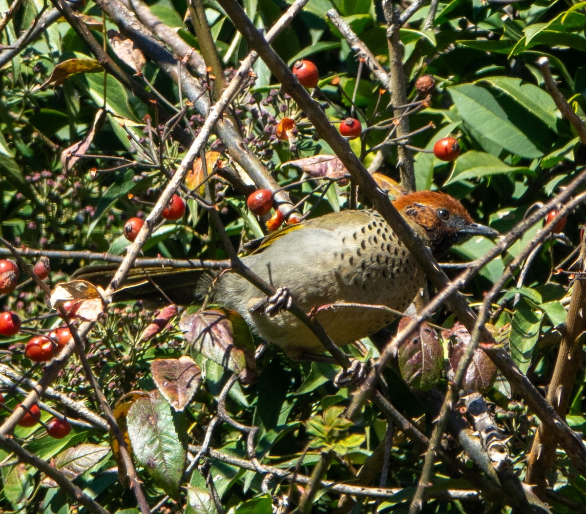 Chestnut-crowned Laughingthrush - David Houle