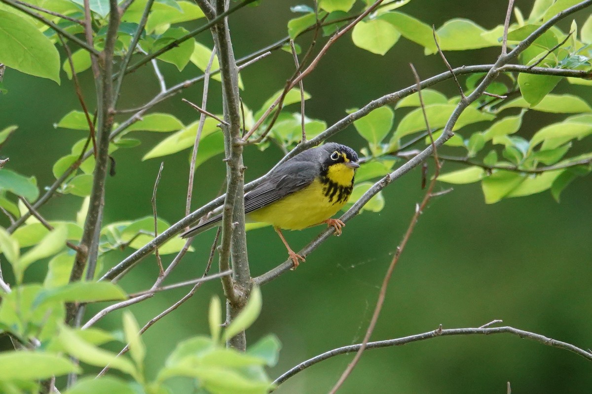 Canada Warbler - Bert Harris