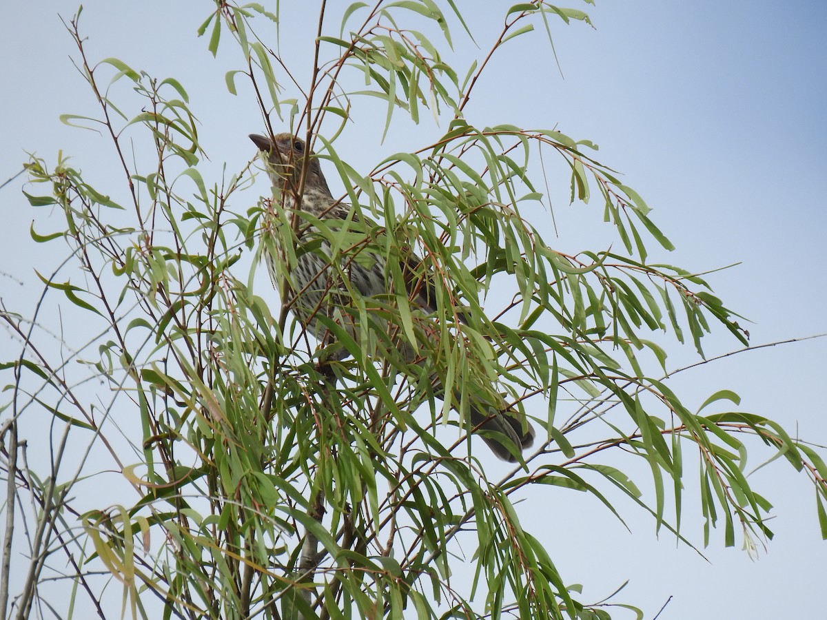 Australasian Figbird - Monica Mesch