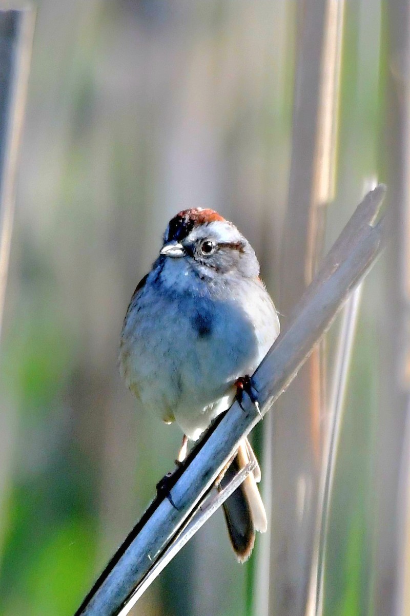 Swamp Sparrow - Joe Gadbois