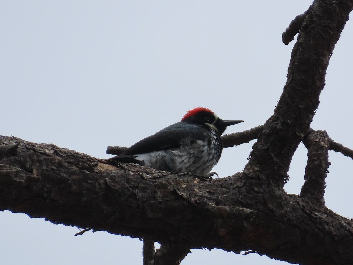 Acorn Woodpecker - Dave Hawksworth