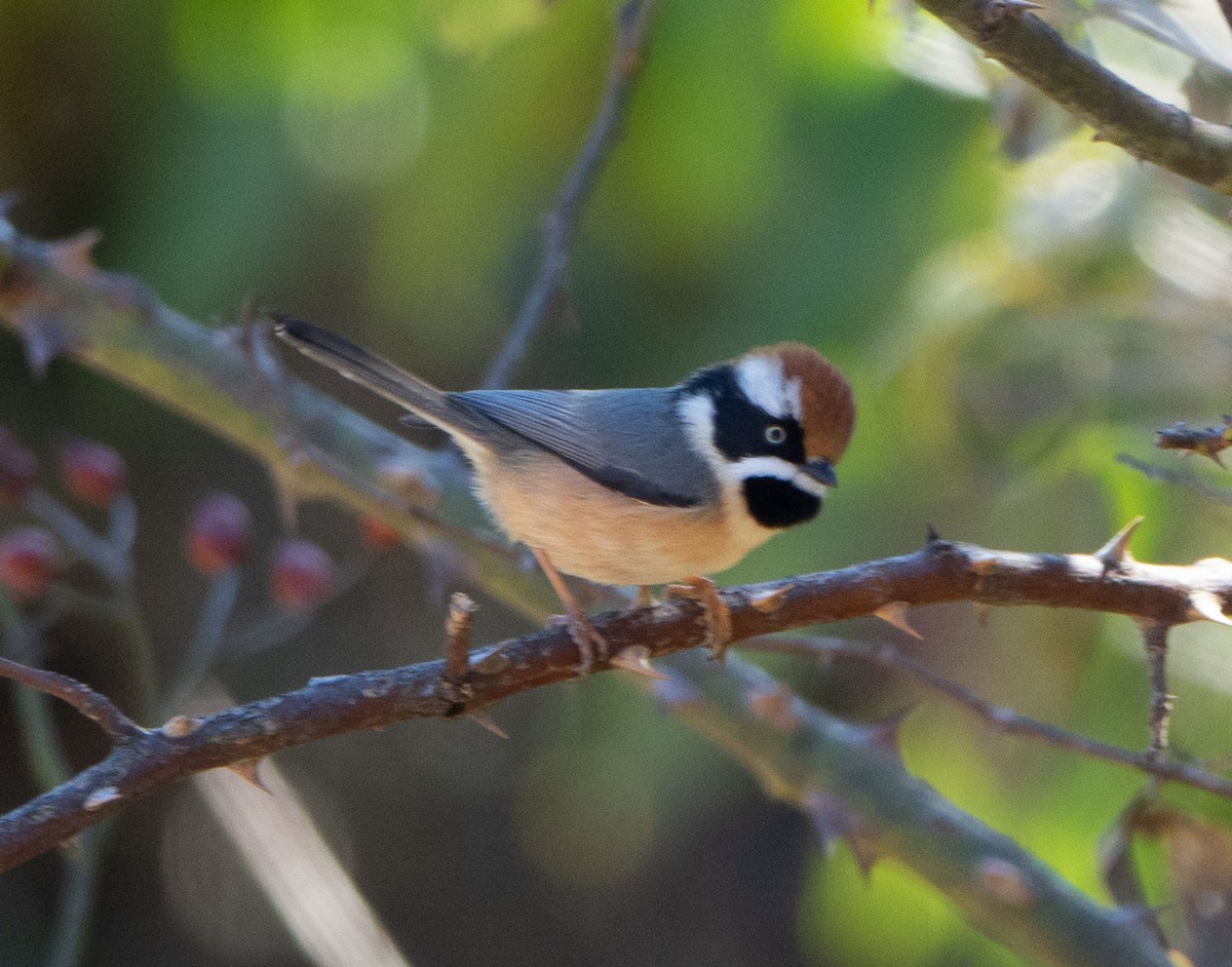 Black-throated Tit - David Houle