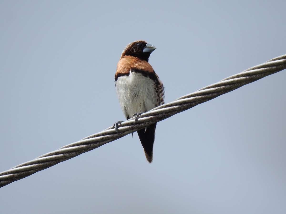 Chestnut-breasted Munia - Monica Mesch