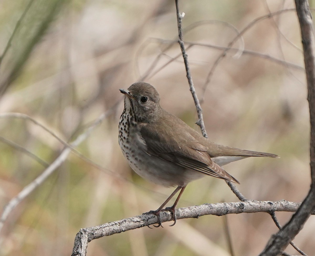 Gray-cheeked Thrush - Cathy Sheeter