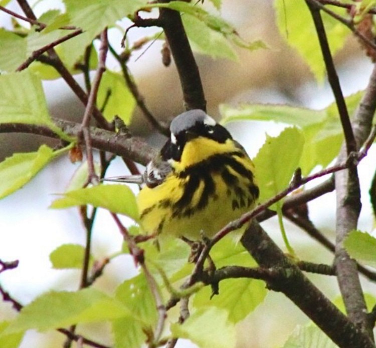 Magnolia Warbler - ML618932250