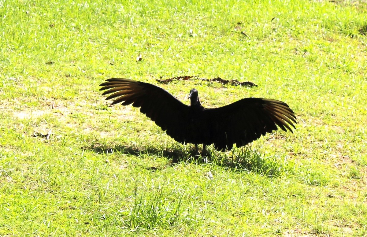 Black Vulture - THALIA DEL CASTILLO MUÑOZ