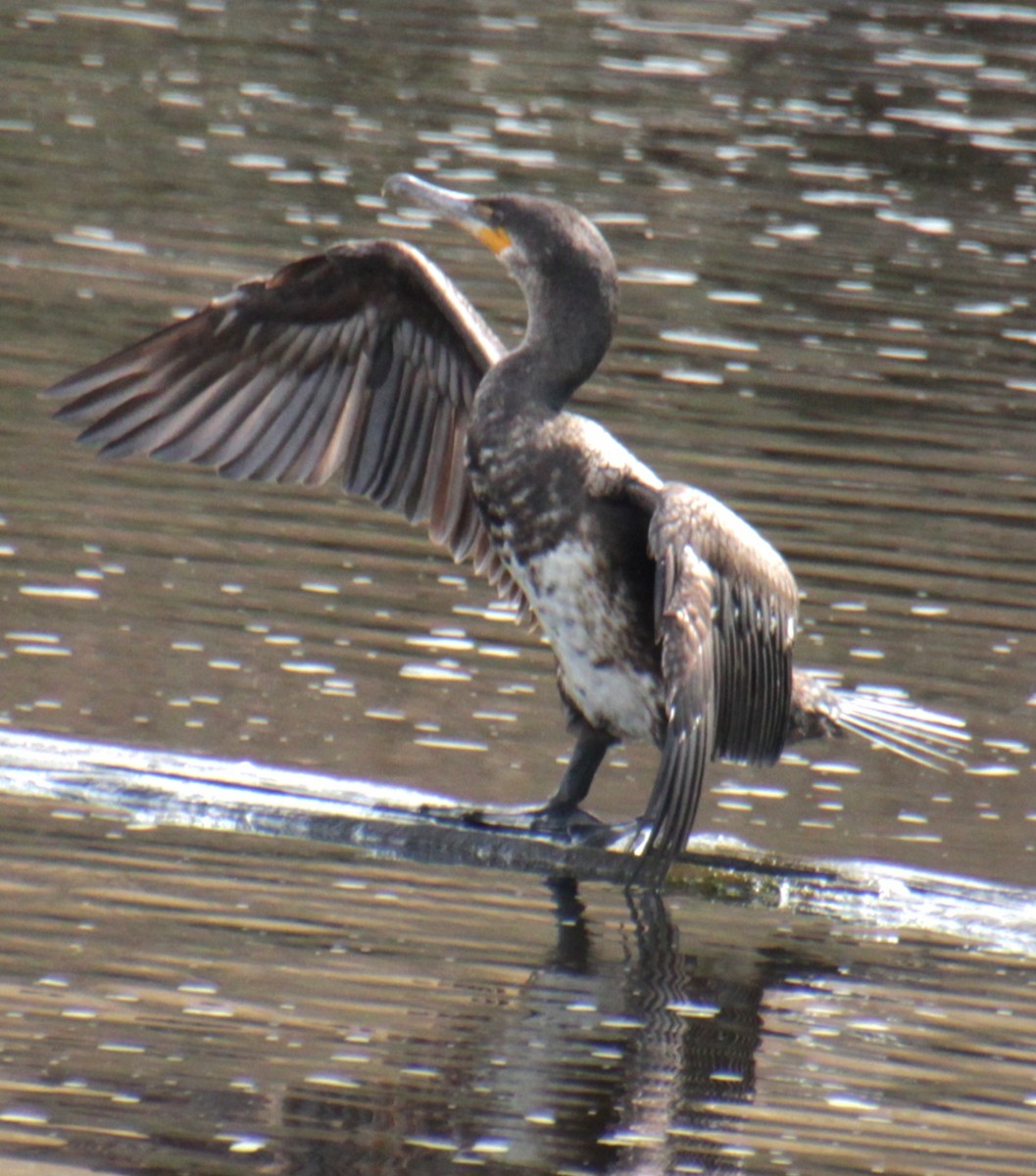 Great Cormorant (North Atlantic) - ML618932255