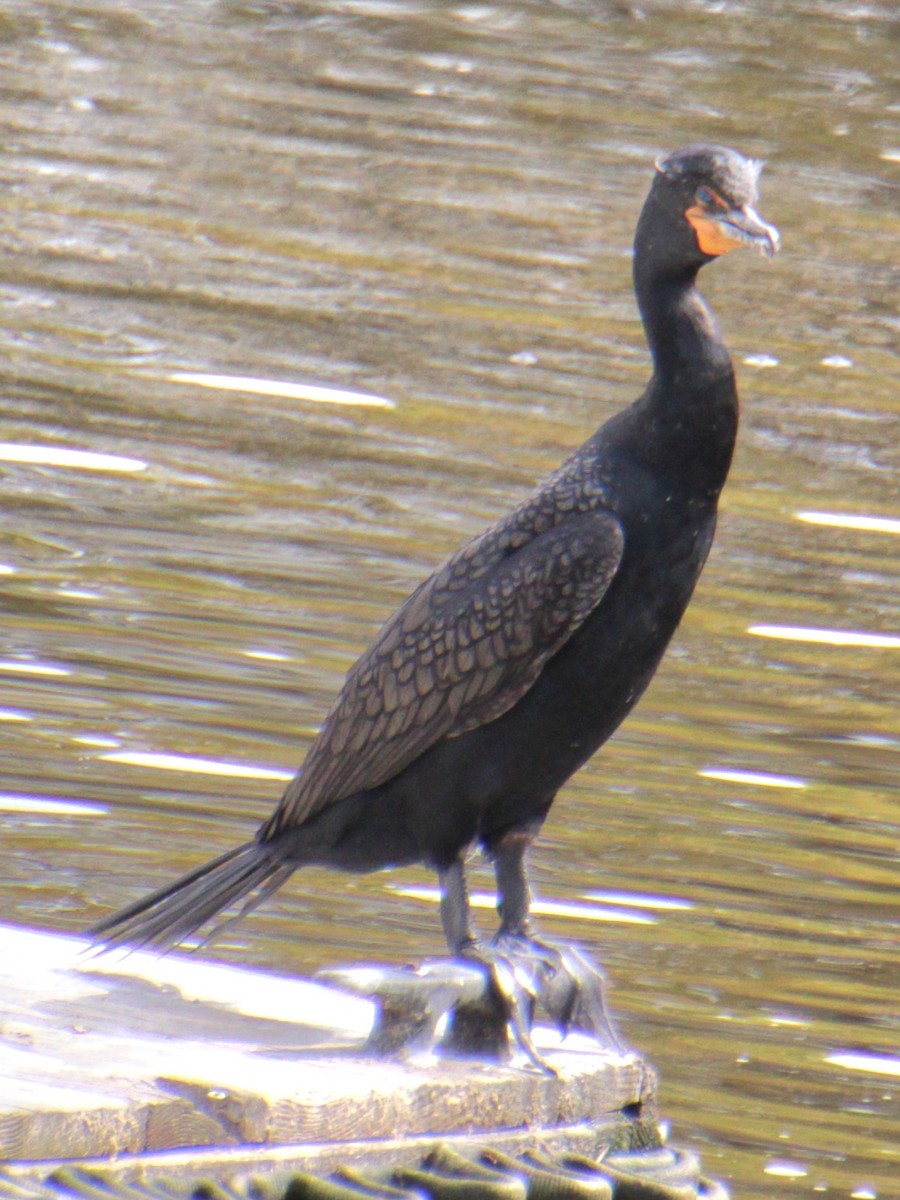 Double-crested Cormorant - ML618932273