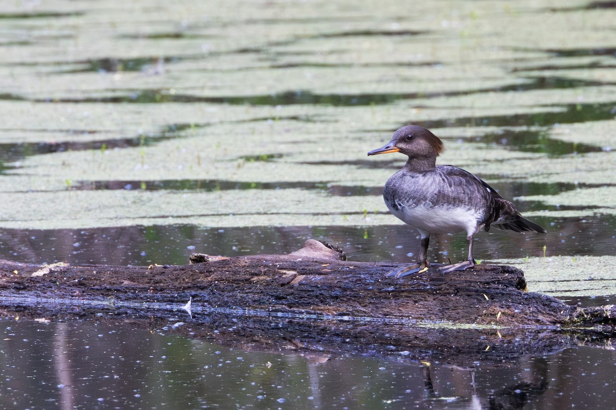 Hooded Merganser - Rob  Sielaff