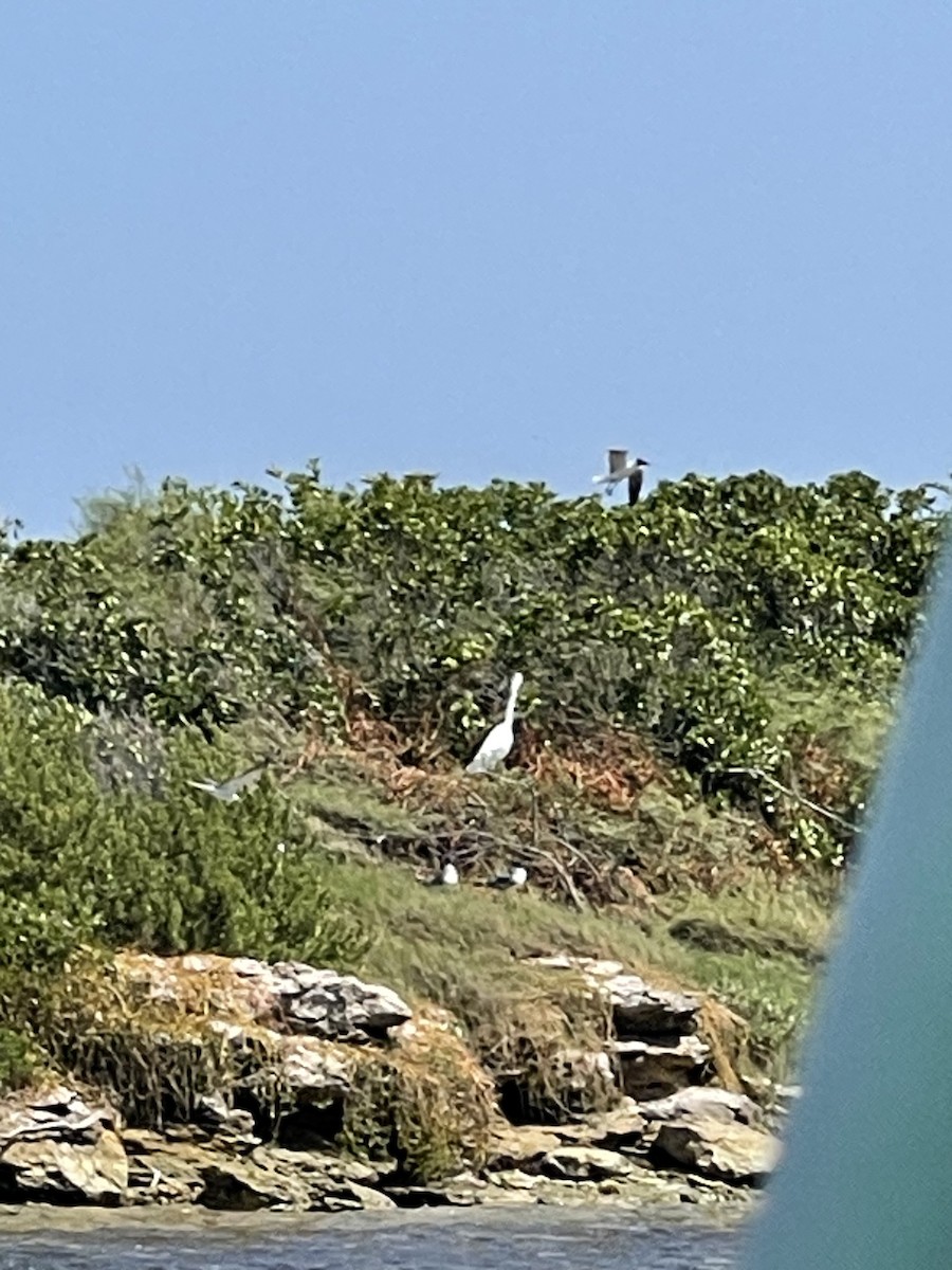 Great Egret - ML618932293