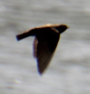 Northern Rough-winged Swallow - Samuel Harris