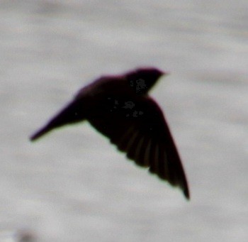 Northern Rough-winged Swallow - Samuel Harris