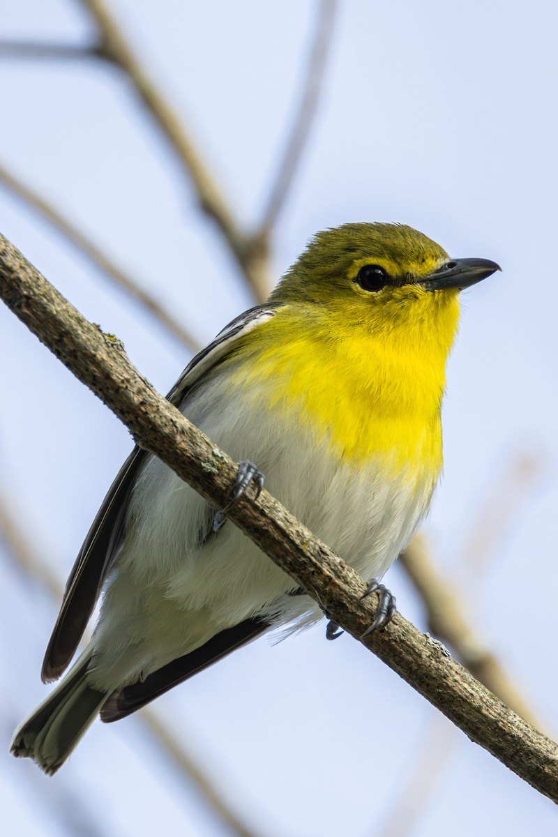 Yellow-throated Vireo - ML618932309