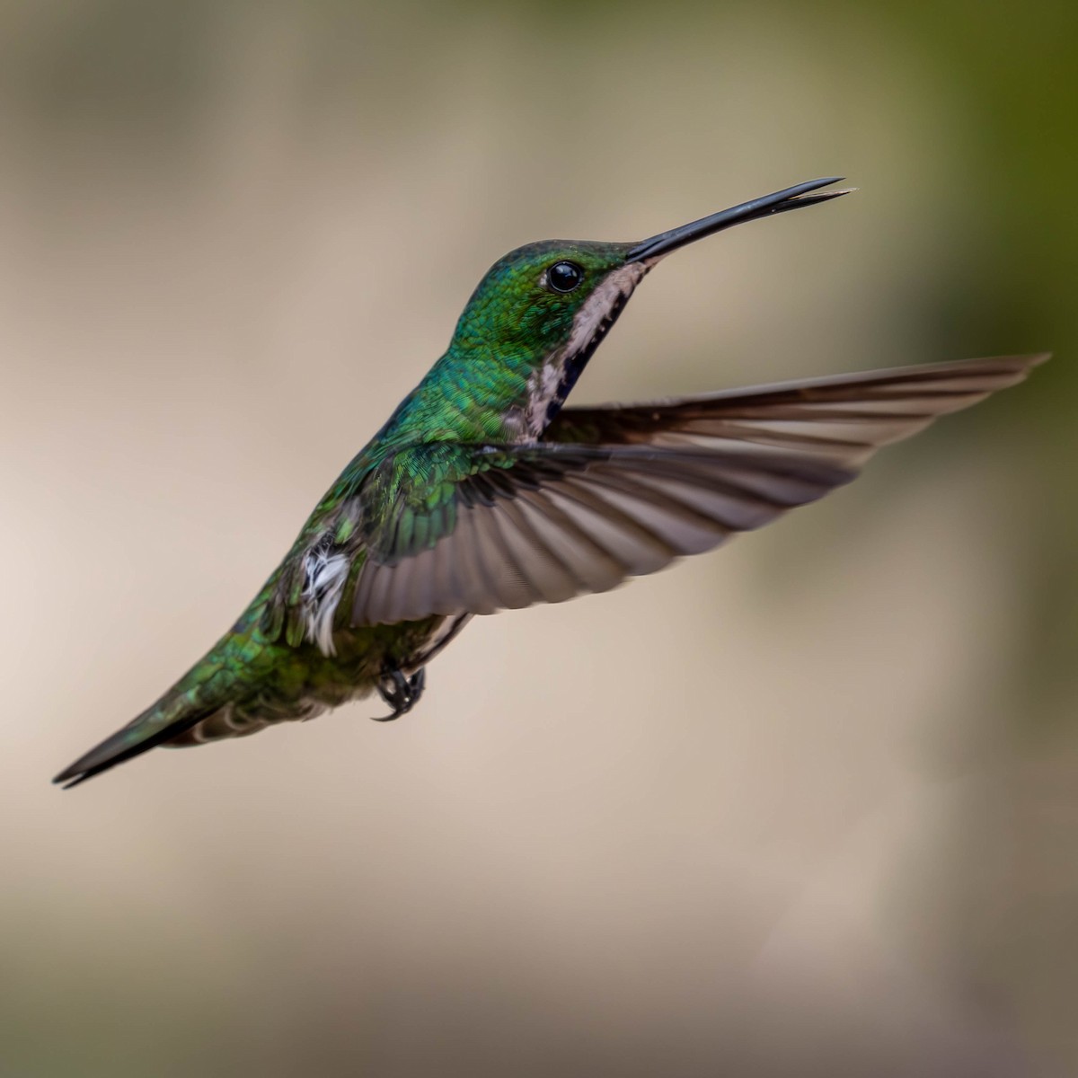 Black-throated Mango - Katia Oliveira