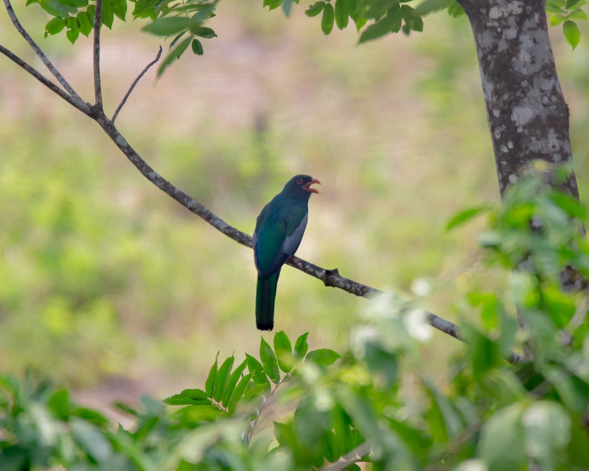 Slaty-tailed Trogon - FIDEL LÓPEZ GUZMÁN