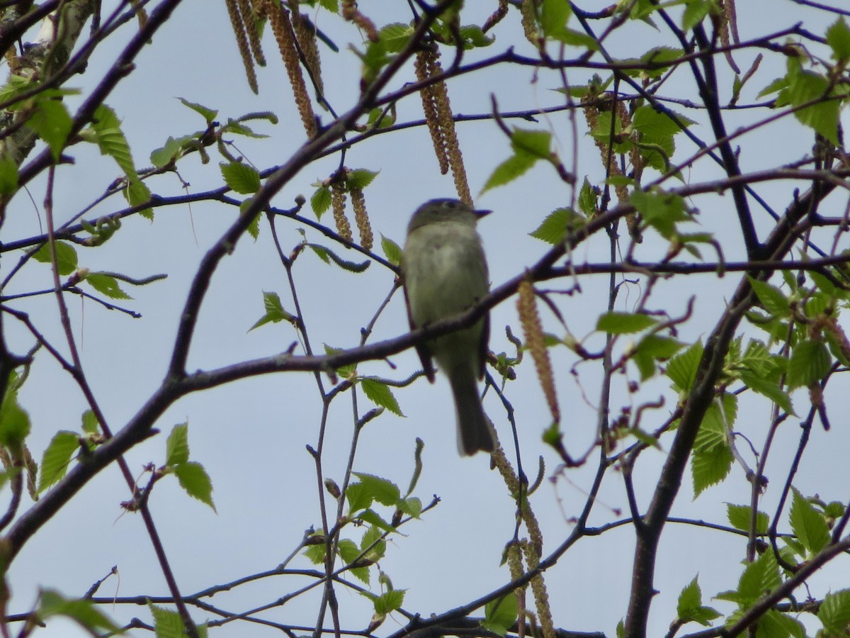 Least Flycatcher - Christine Cote