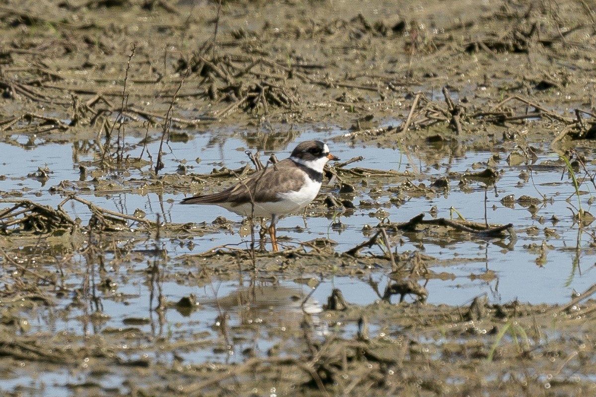 Semipalmated Plover - ML618932342