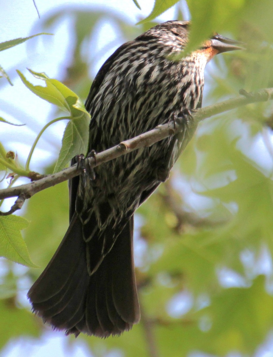 Red-winged Blackbird (Red-winged) - ML618932343