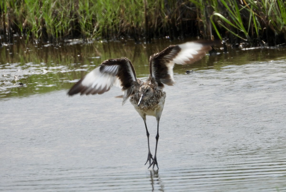 Willet - Michele Giroir