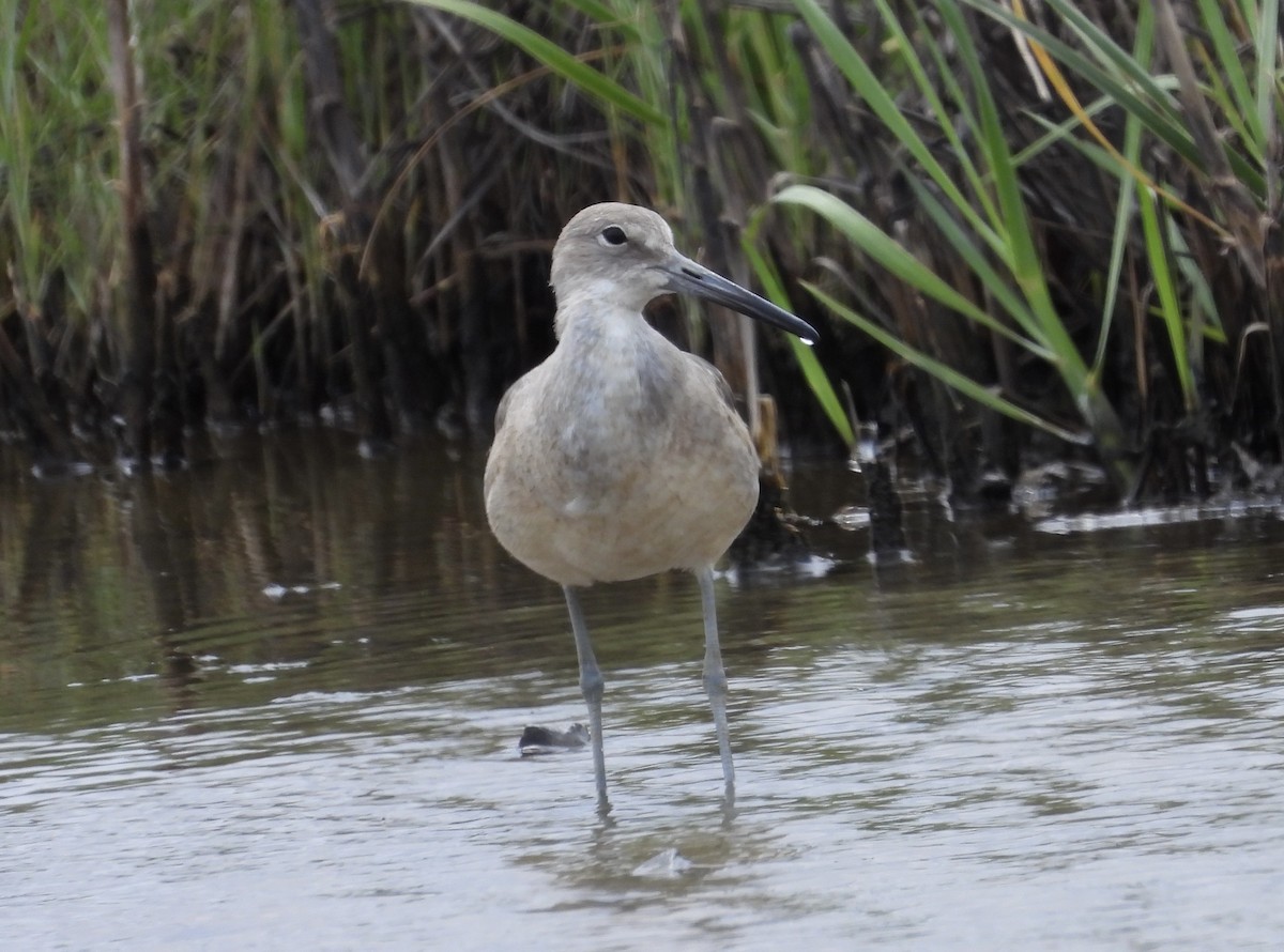 Willet - ML618932373