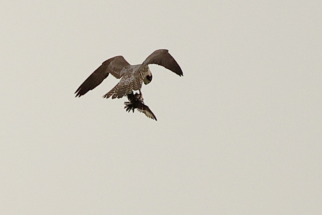 Peregrine Falcon - Jeff Osborne