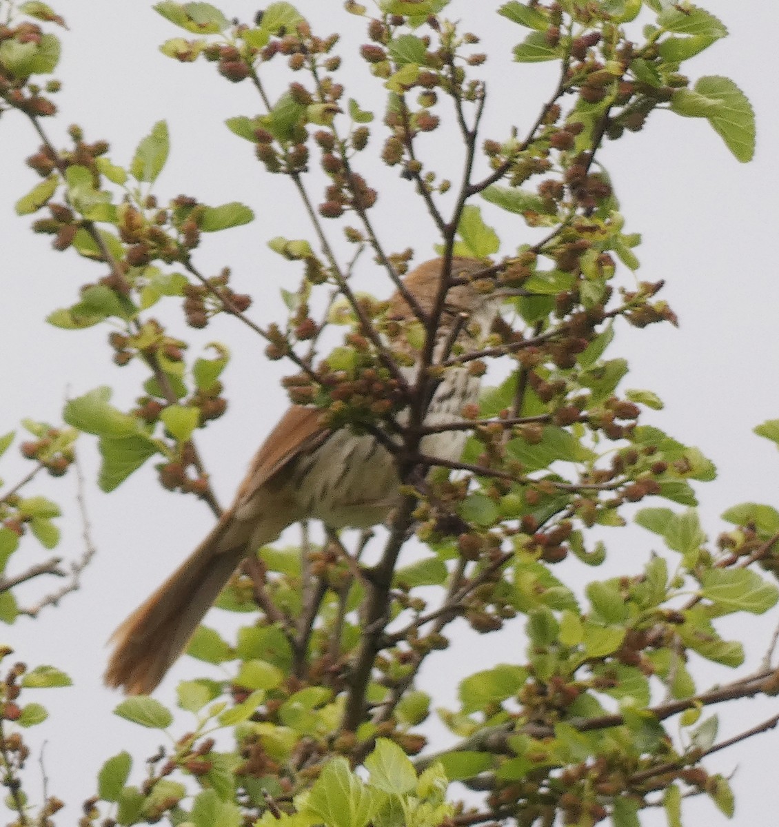 Brown Thrasher - ML618932379