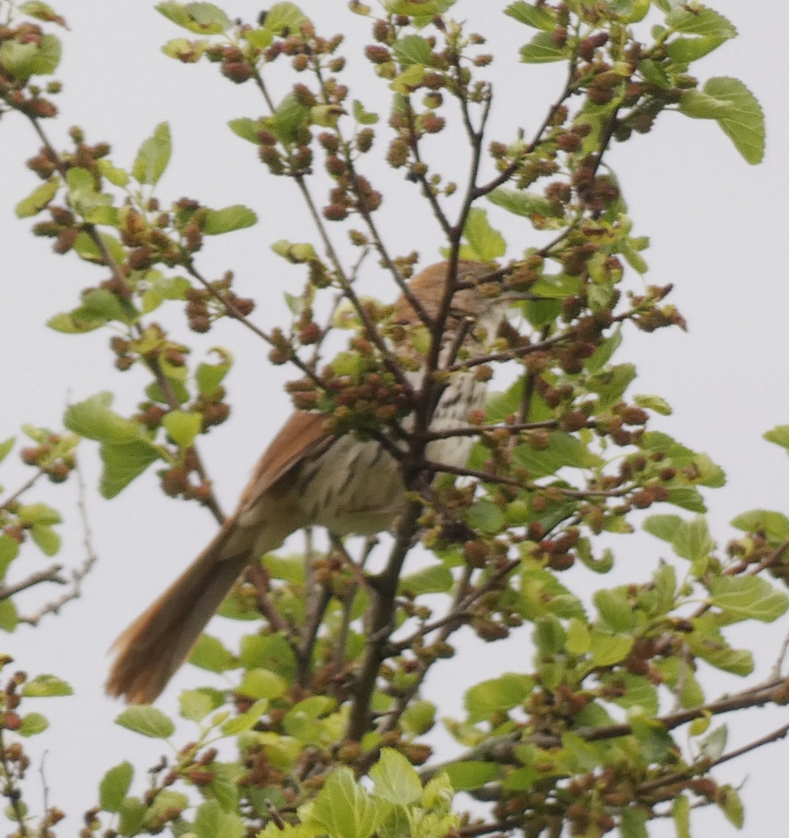 Brown Thrasher - Darrell Hance