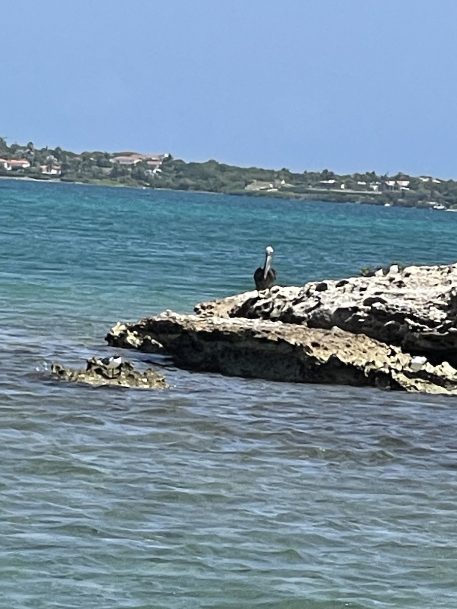 Brown Pelican - ML618932383