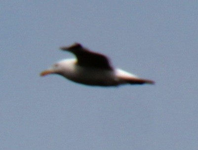 Herring Gull (American) - ML618932396