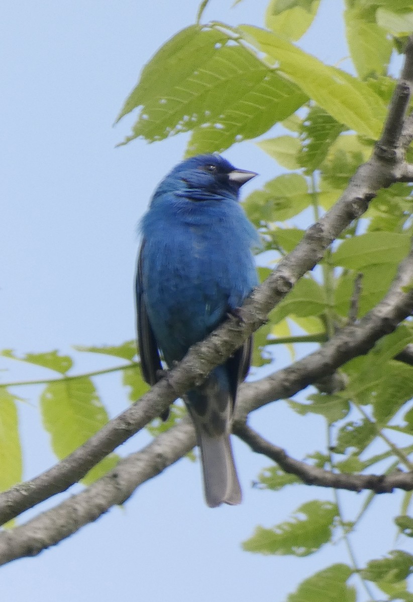 Indigo Bunting - Darrell Hance