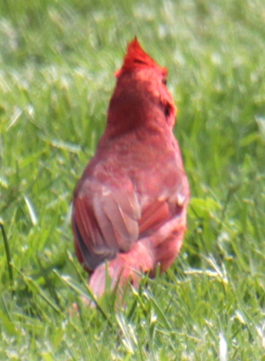 Cardinal rouge - ML618932427