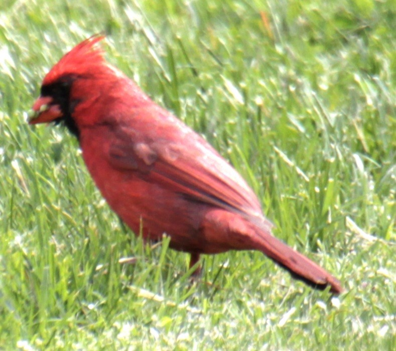 Cardinal rouge - ML618932428