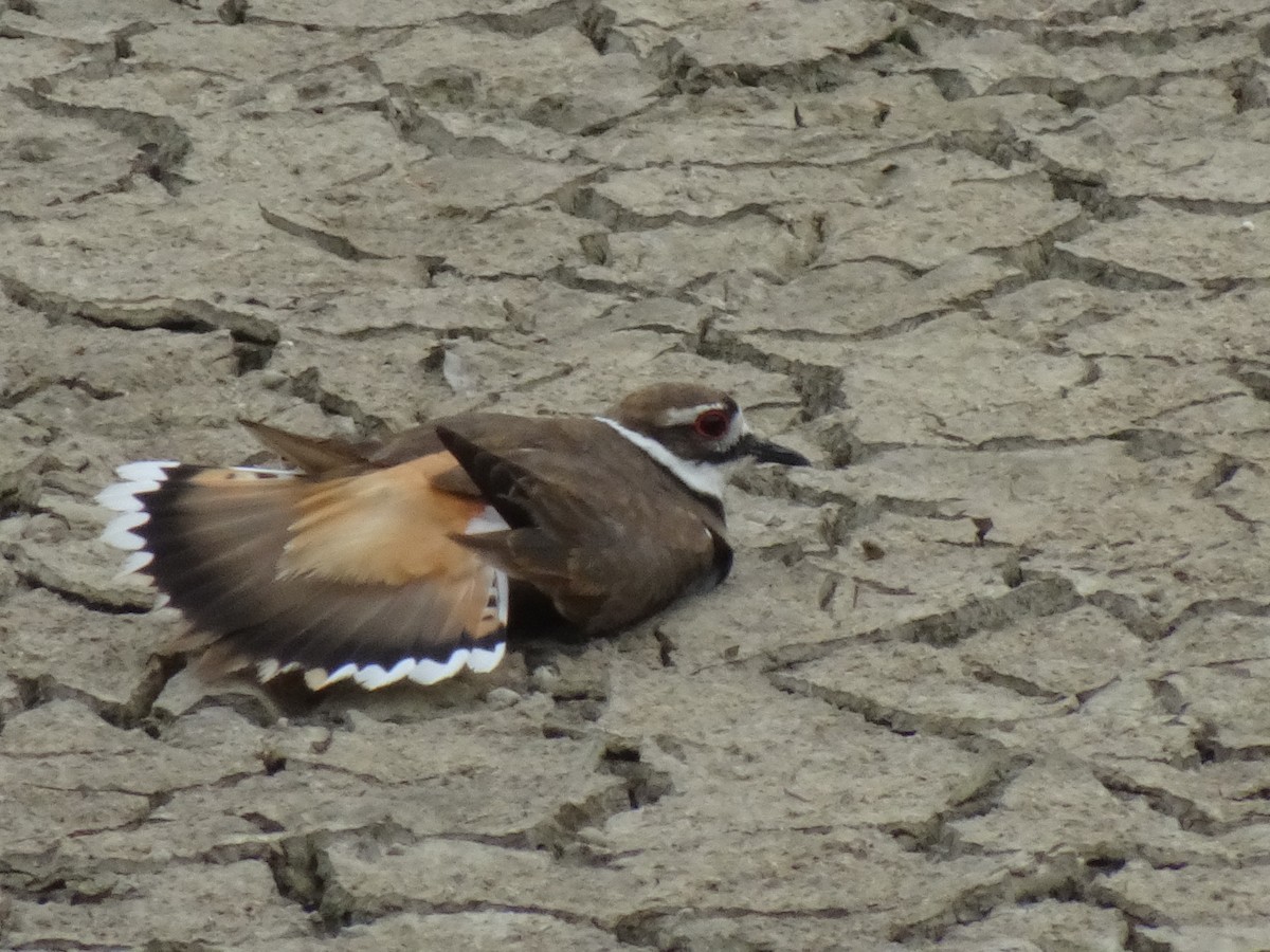 Killdeer - ML618932436