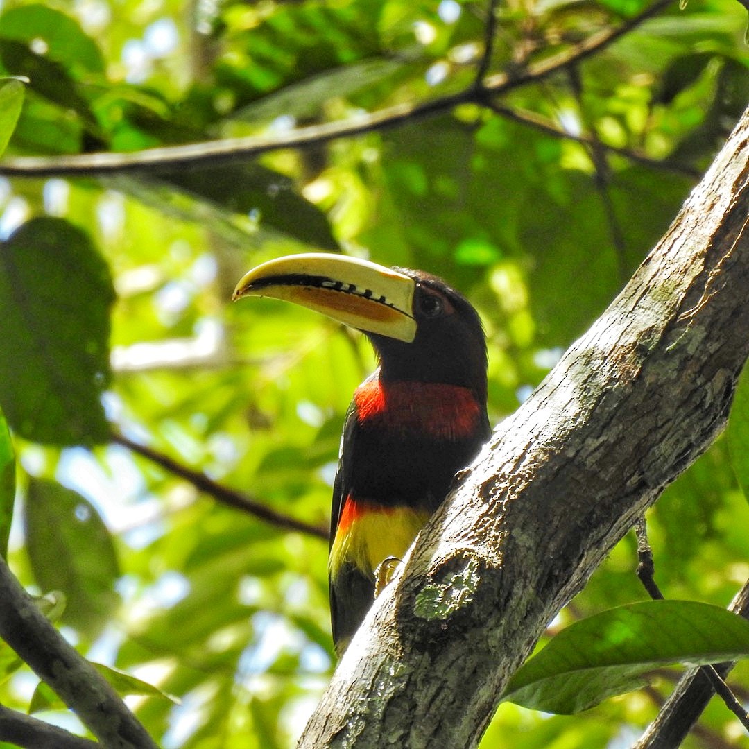 Ivory-billed Aracari - Andrea  Hinek