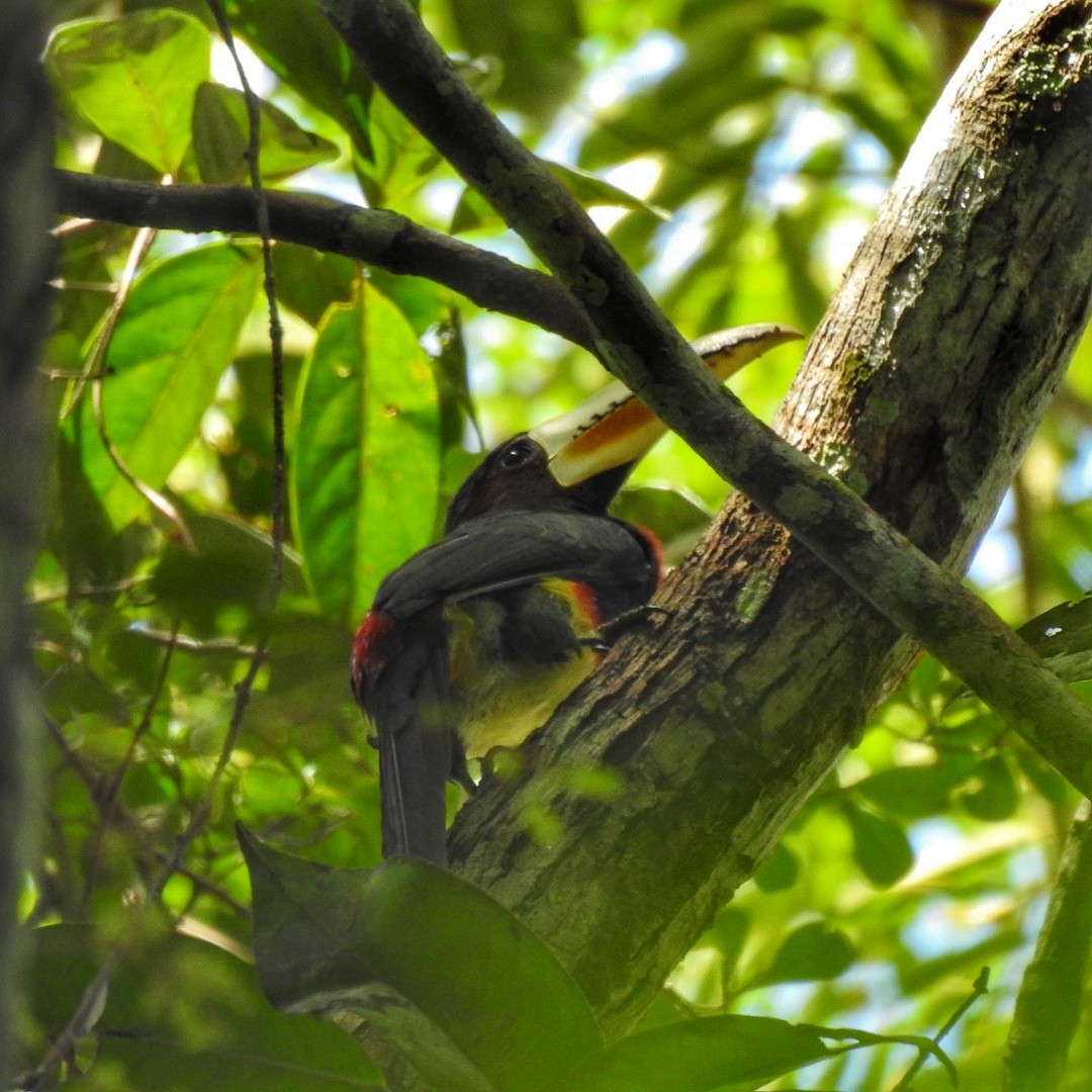 Ivory-billed Aracari - ML618932438