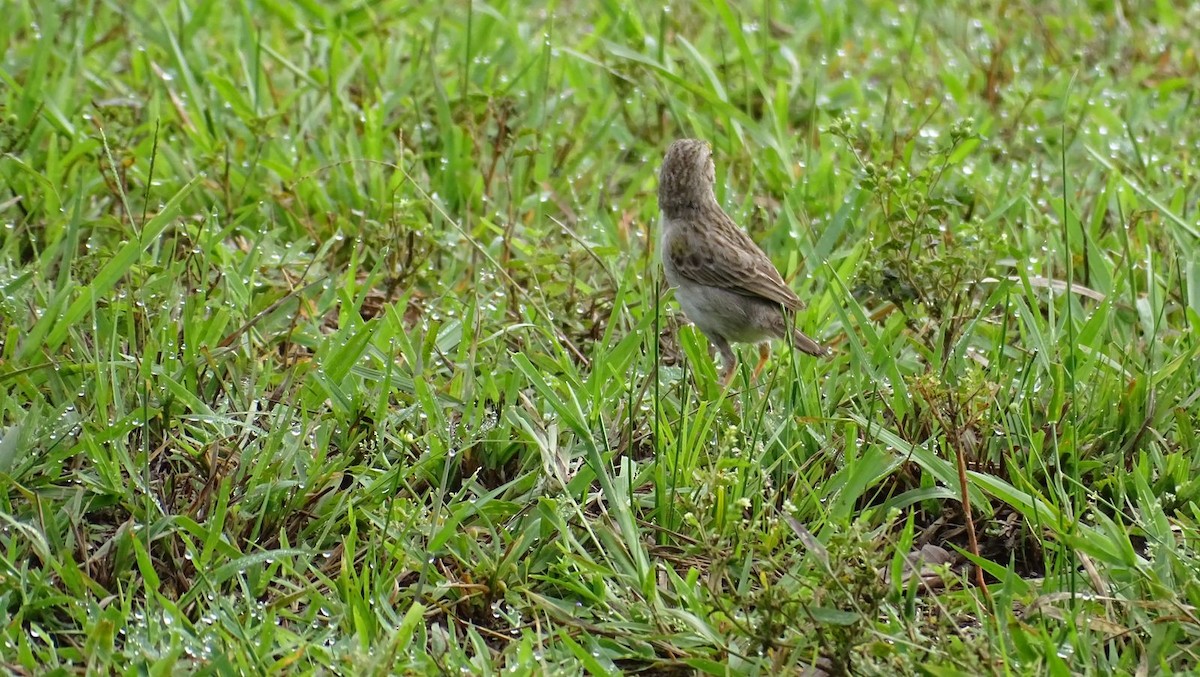 Yellow-browed Sparrow - Primitivo Figueroa