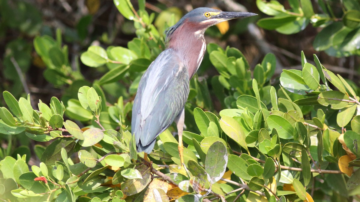 Green Heron - ML618932447