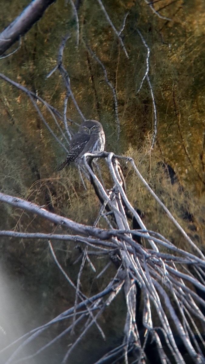 Austral Pygmy-Owl - Guadalupe Santucho