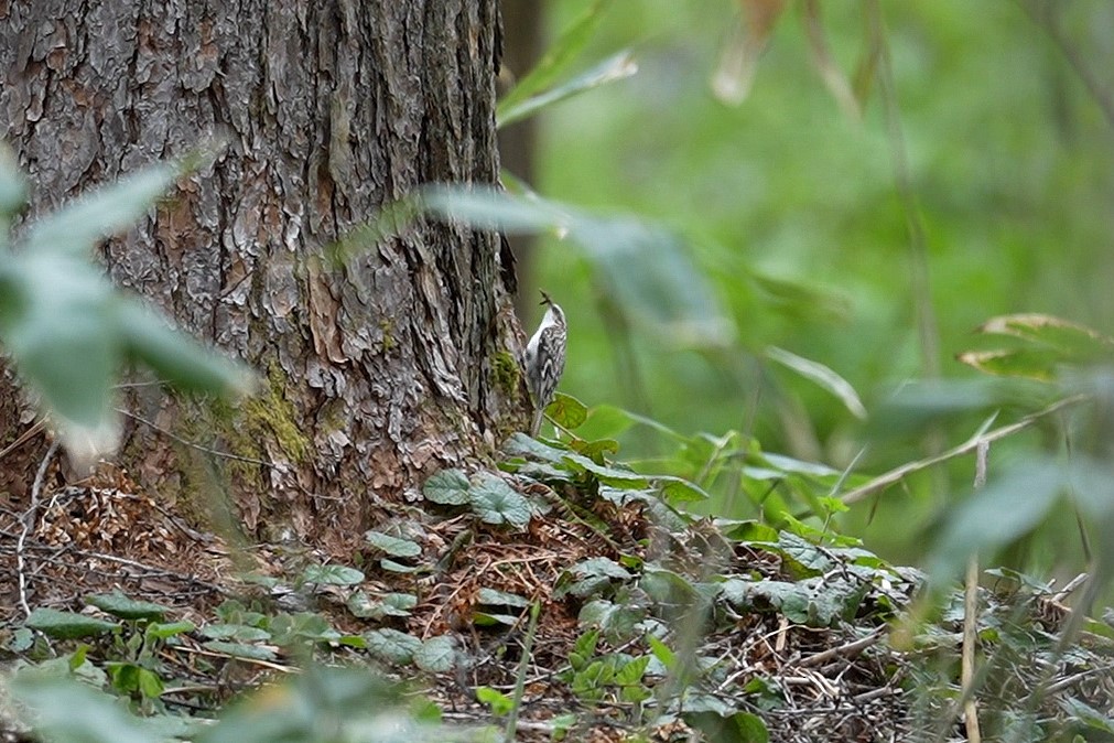 Eurasian Treecreeper - ML618932467