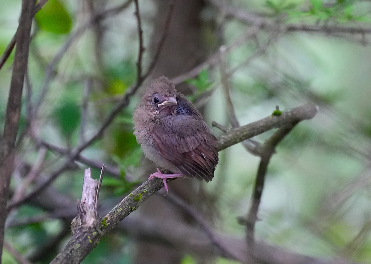 Northern Cardinal - ML618932470