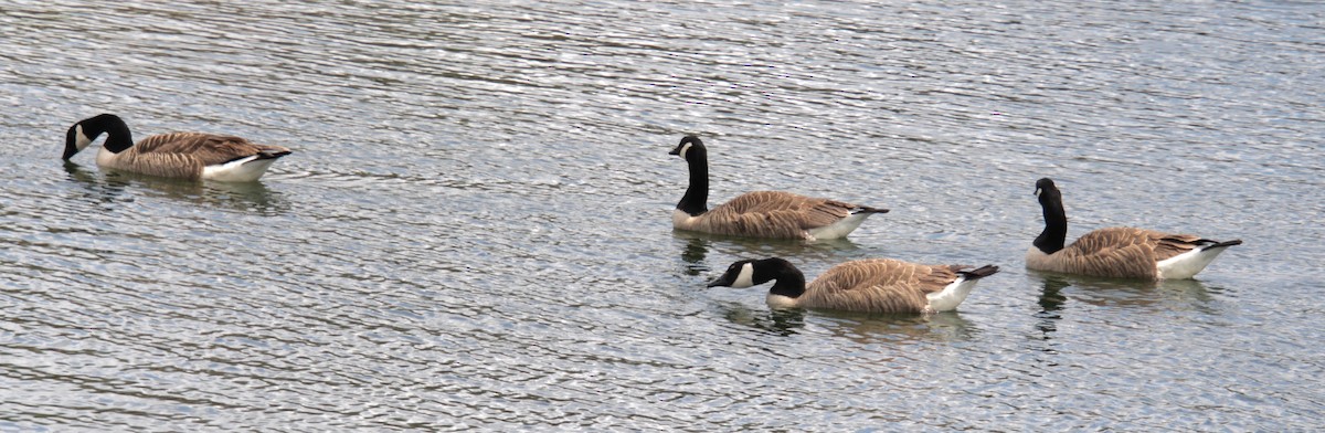 Canada Goose - Samuel Harris