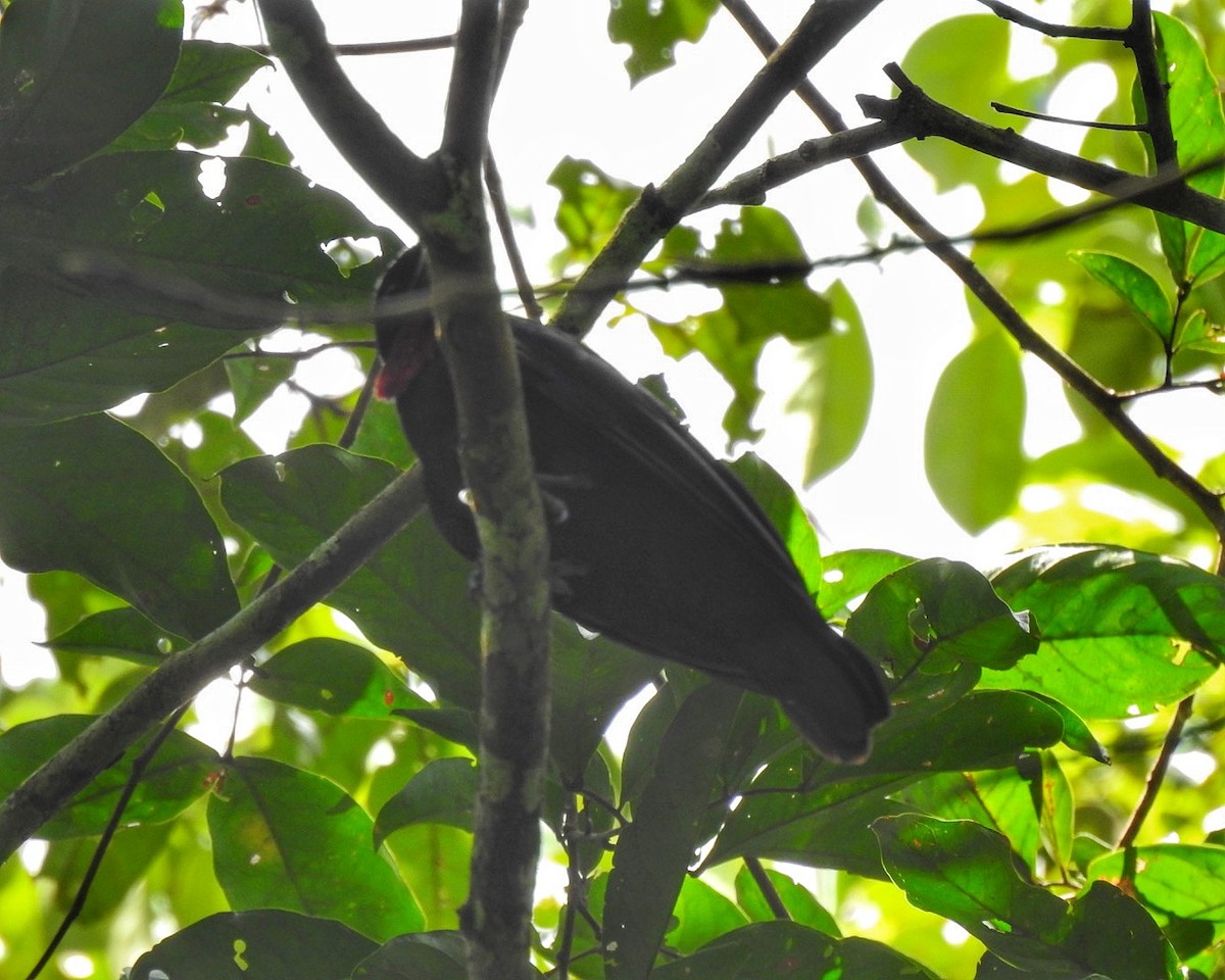 Purple-throated Fruitcrow - Andrea  Hinek