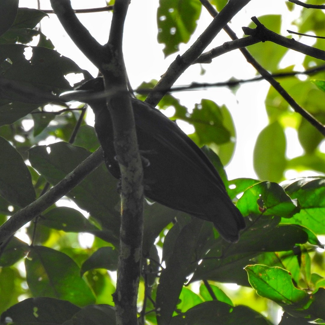 Purple-throated Fruitcrow - Andrea  Hinek