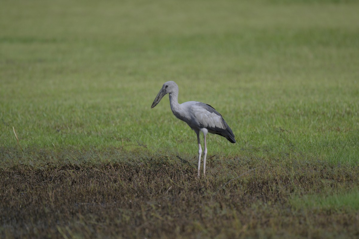 Asian Openbill - ML618932500